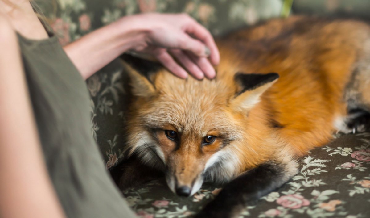 Frau streichelt einen Fuchs