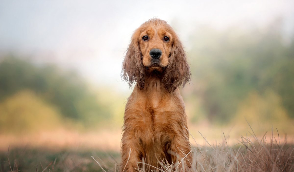 Cocker Spaniel sitzt auf dem Weg