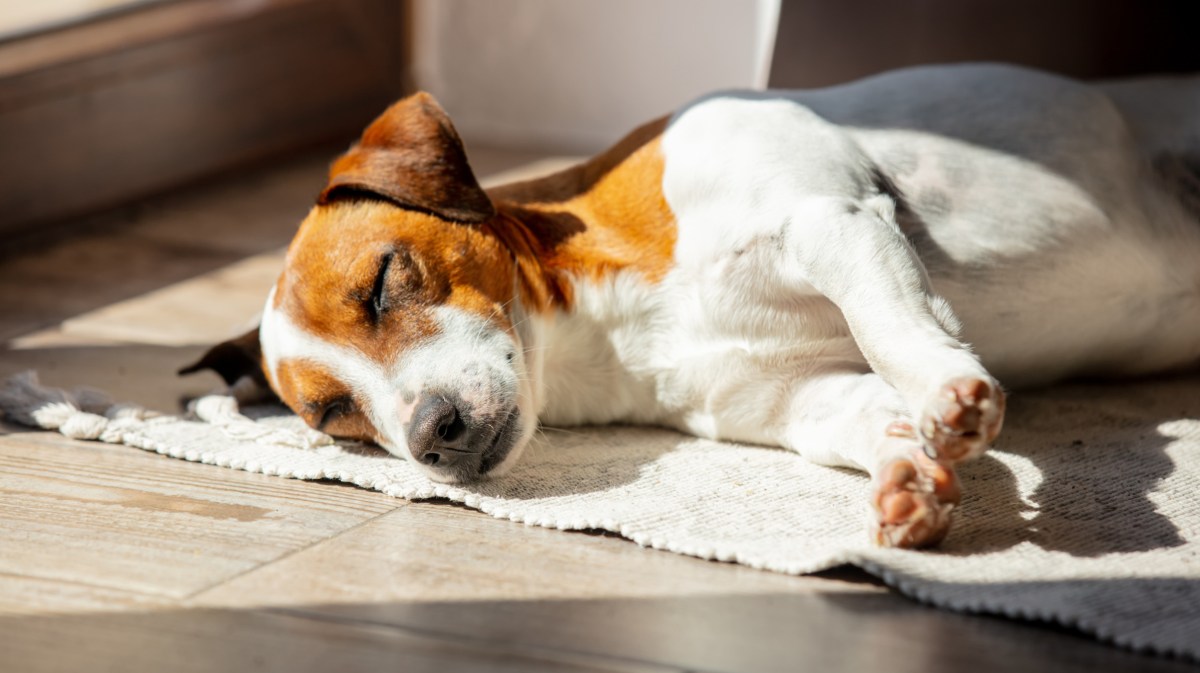 Hund liegt in der Sonne