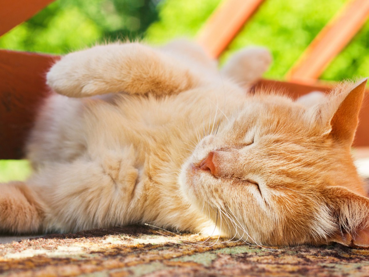 Katze abkühlen im Sommer: So geht's!