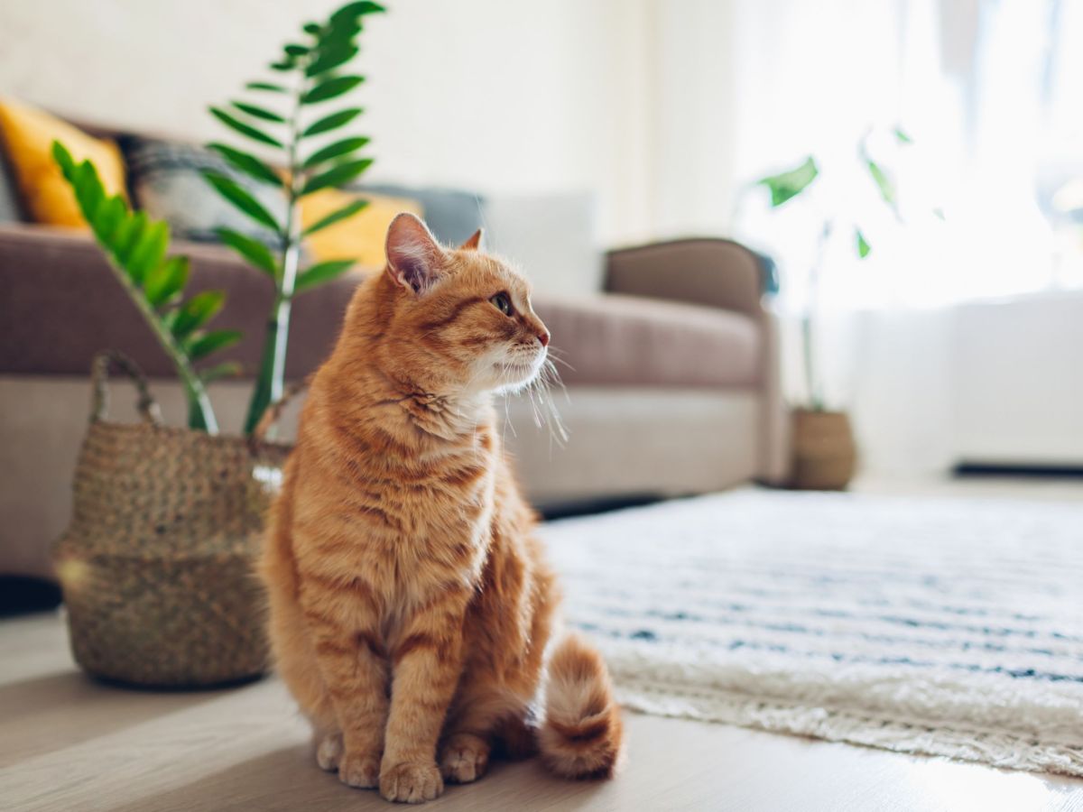 Eine orangefarbene Katze sitzt im Wohnzimmer