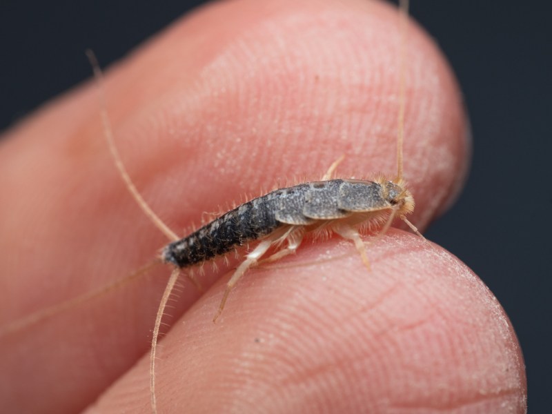 Silberfisch auf einem Finger