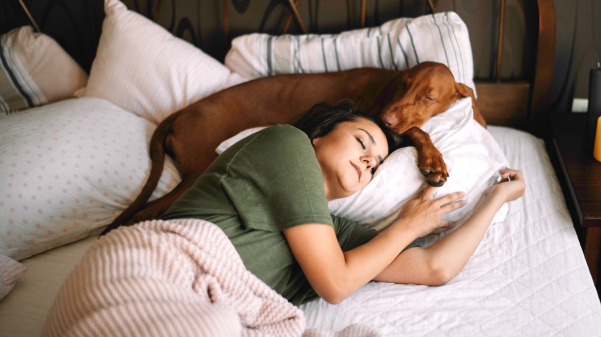 Flöhe im Bett wegen eines Hundes; Hund schläft mit Mensch im Bett