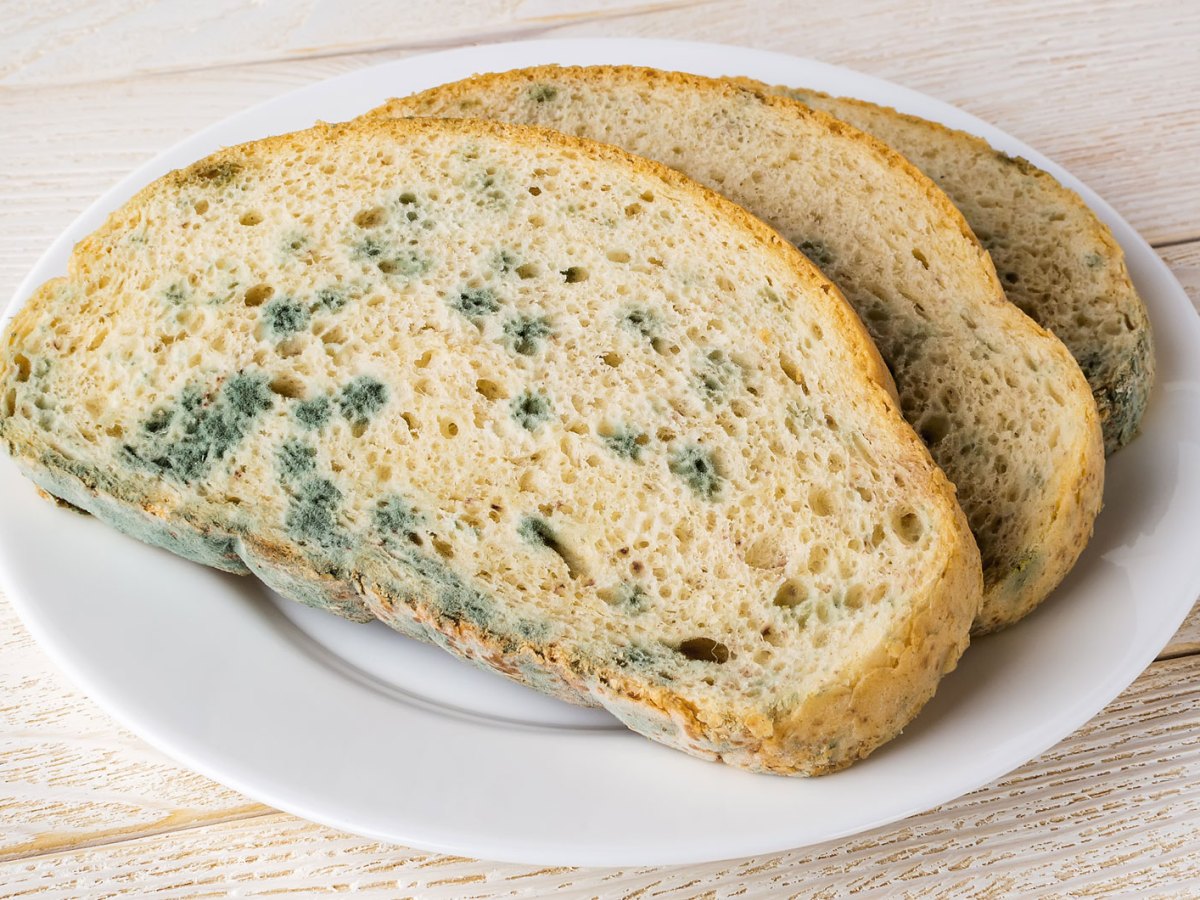 verschimmelte Brotscheiben auf einem weißen Teller