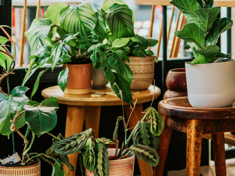 Angesagte Zimmerpflanzen in einem Raum auf Hockern