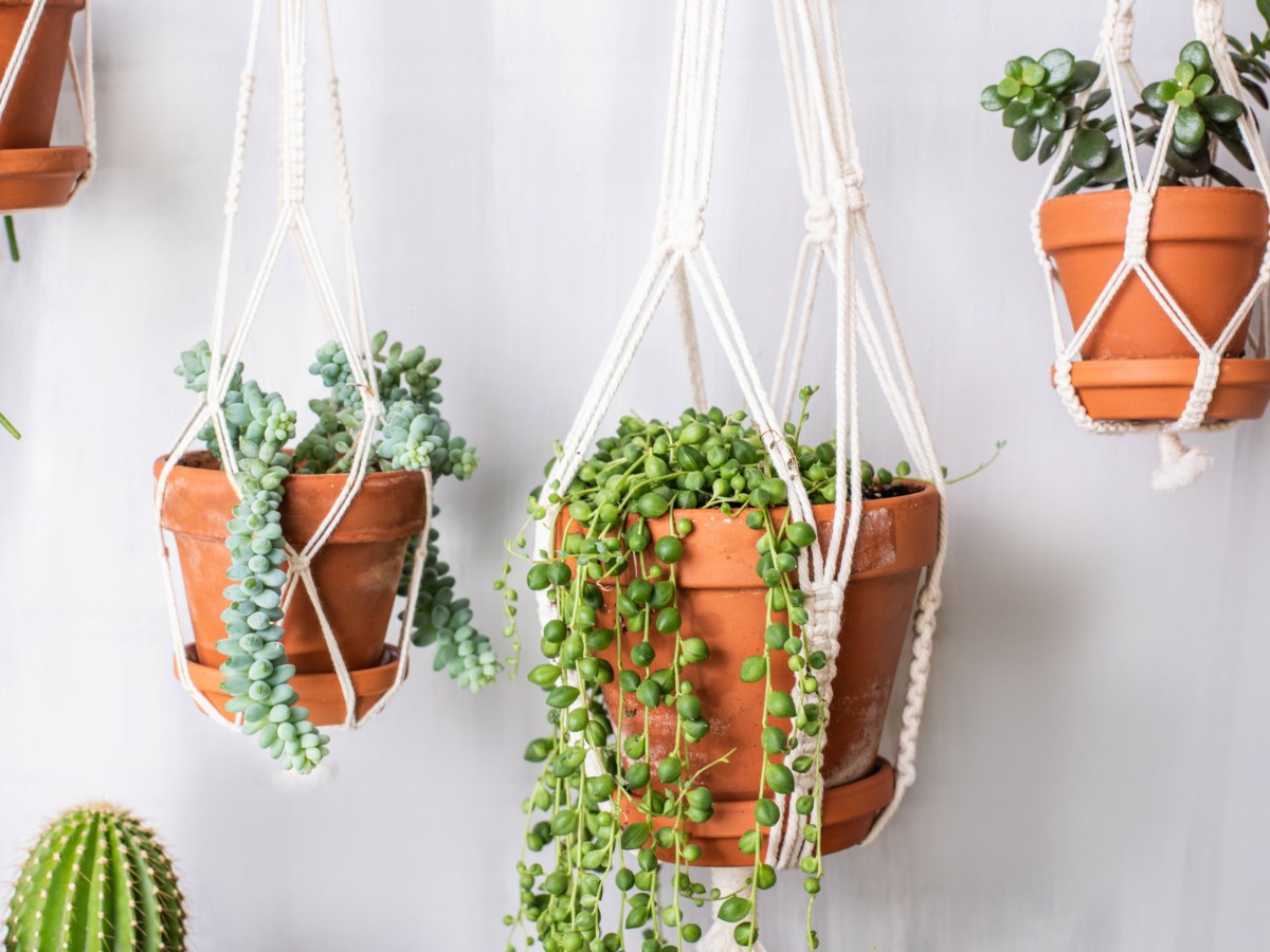Hängepflanzen in Töpfen, gehalten von Makramee-Seilen