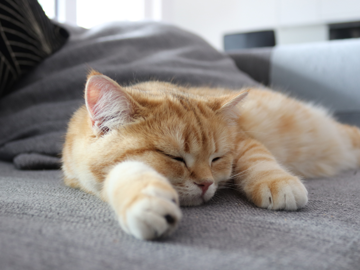 Entspannte rote British Shorthair Katze schl&auml;ft auf grauem Sofa in der Wohnung