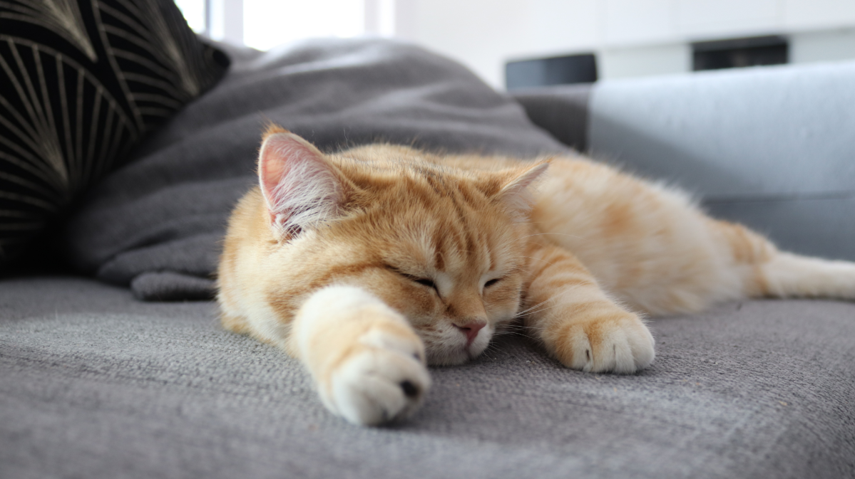 Entspannte rote British Shorthair Katze schläft auf grauem Sofa in der Wohnung
