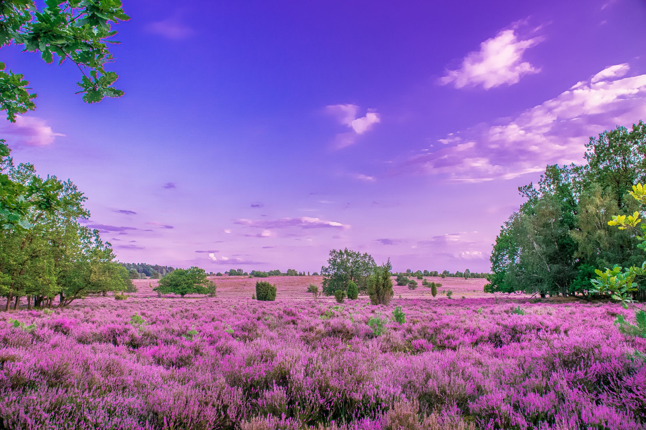 Beliebtes deutsches Reiseziel: Lüneburger Heide