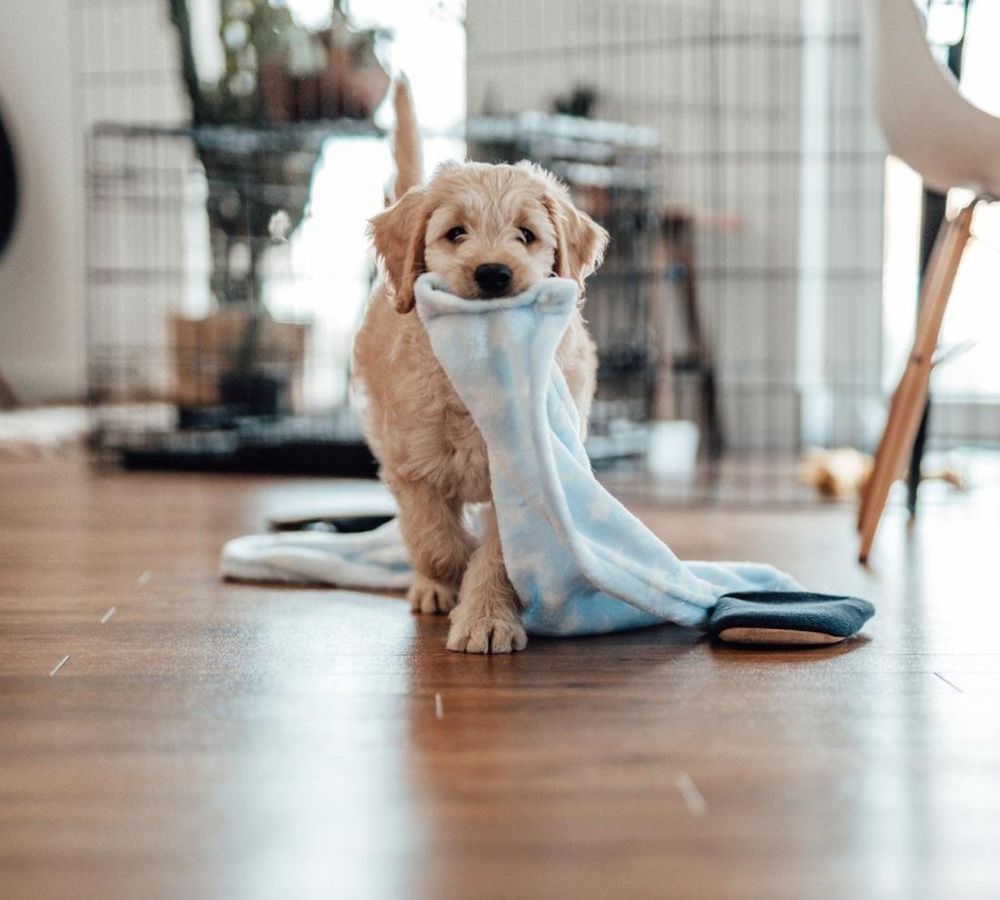 Sternzeichen und Haustiere