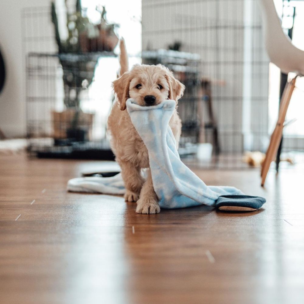 Sternzeichen und Haustiere