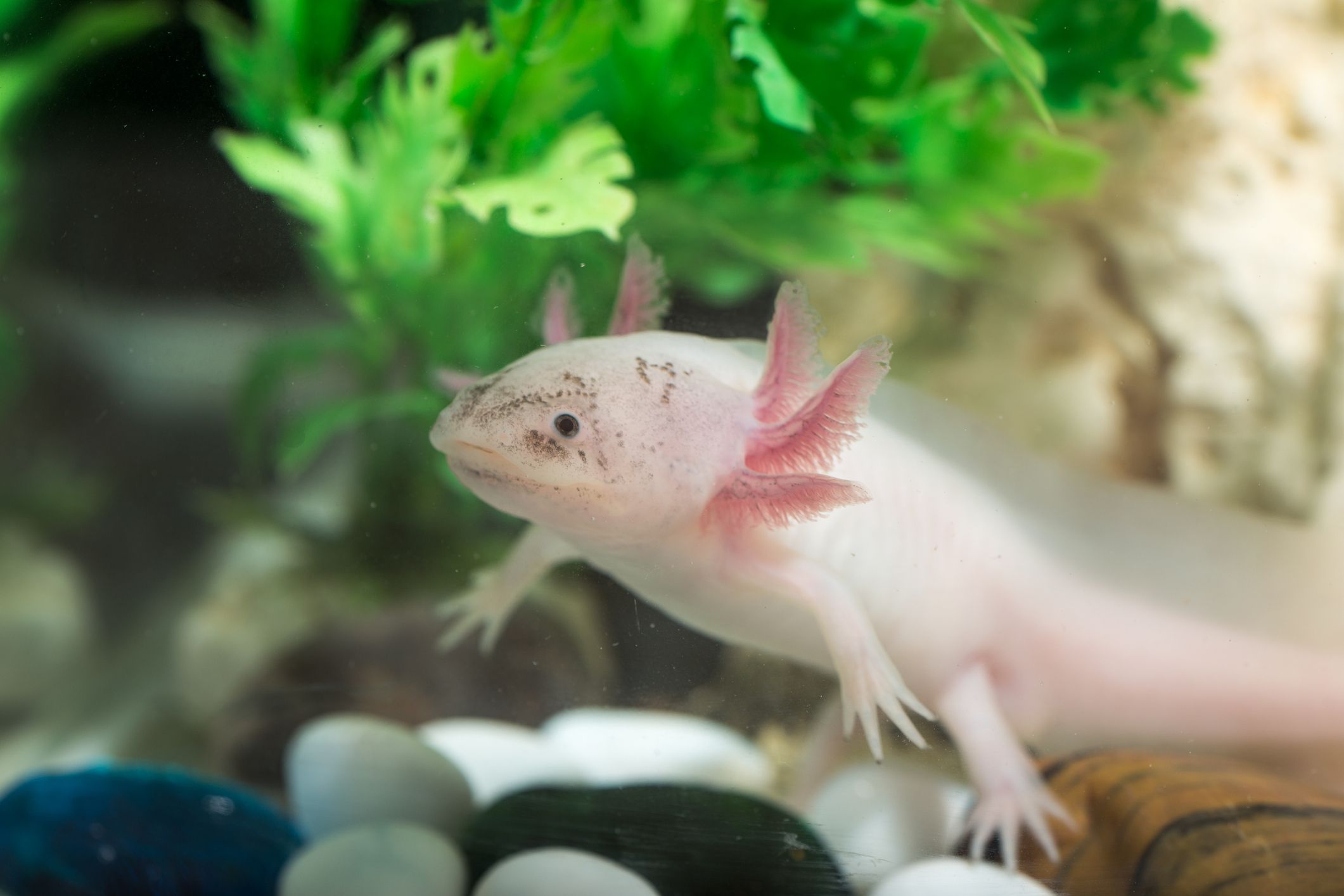 Axolotl