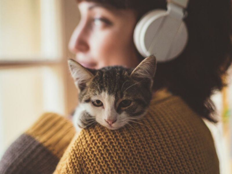 Die perfekte Katze für dein Sternzeichen