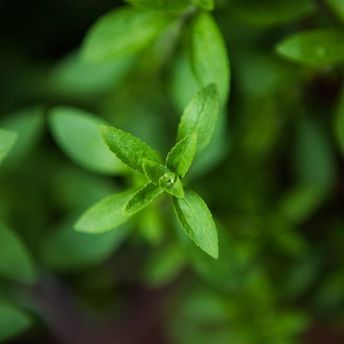 Stevia ist eine natürliche Zuckeralternative.