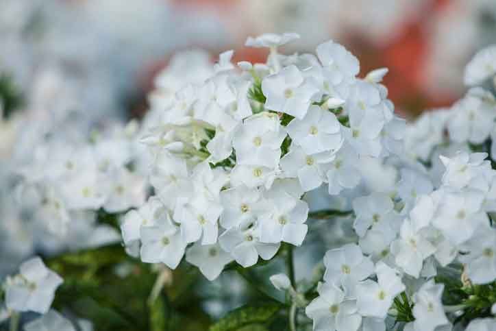 Phlox