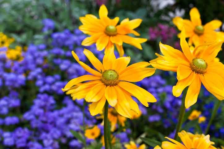 Heliopsis