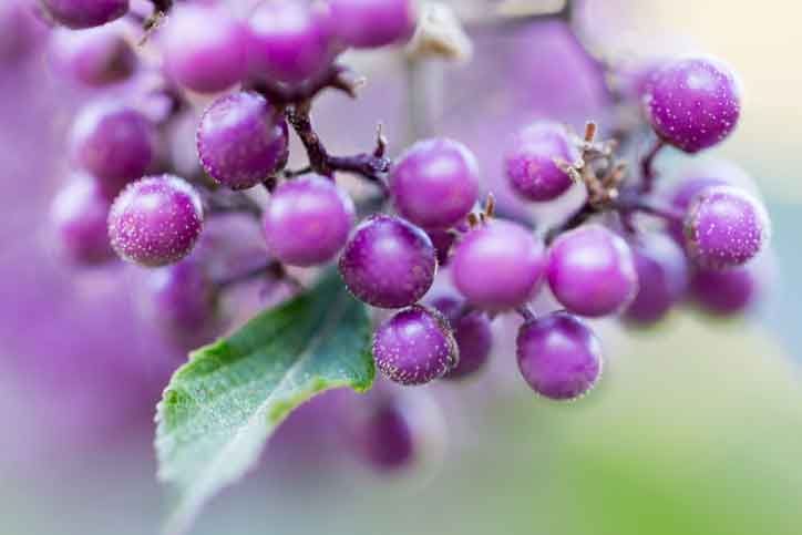 Callicarpa