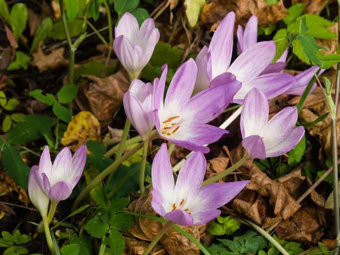 Colchicum autumnale