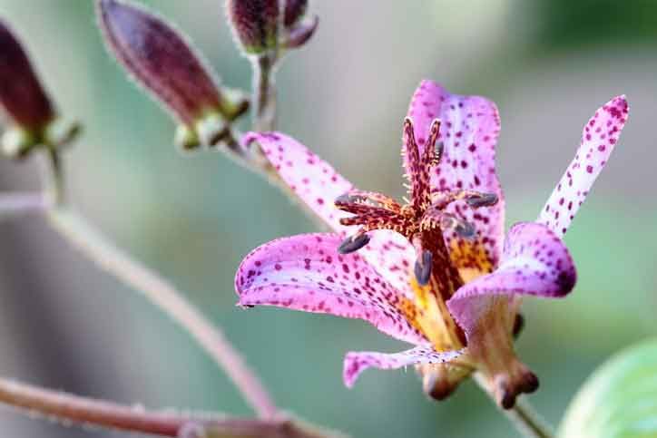 Tricyrtis hirta