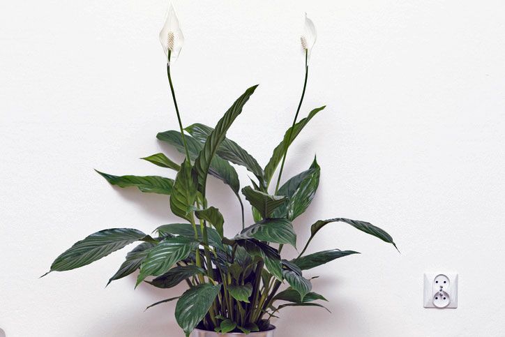 Einblatt oder Spathiphyllum