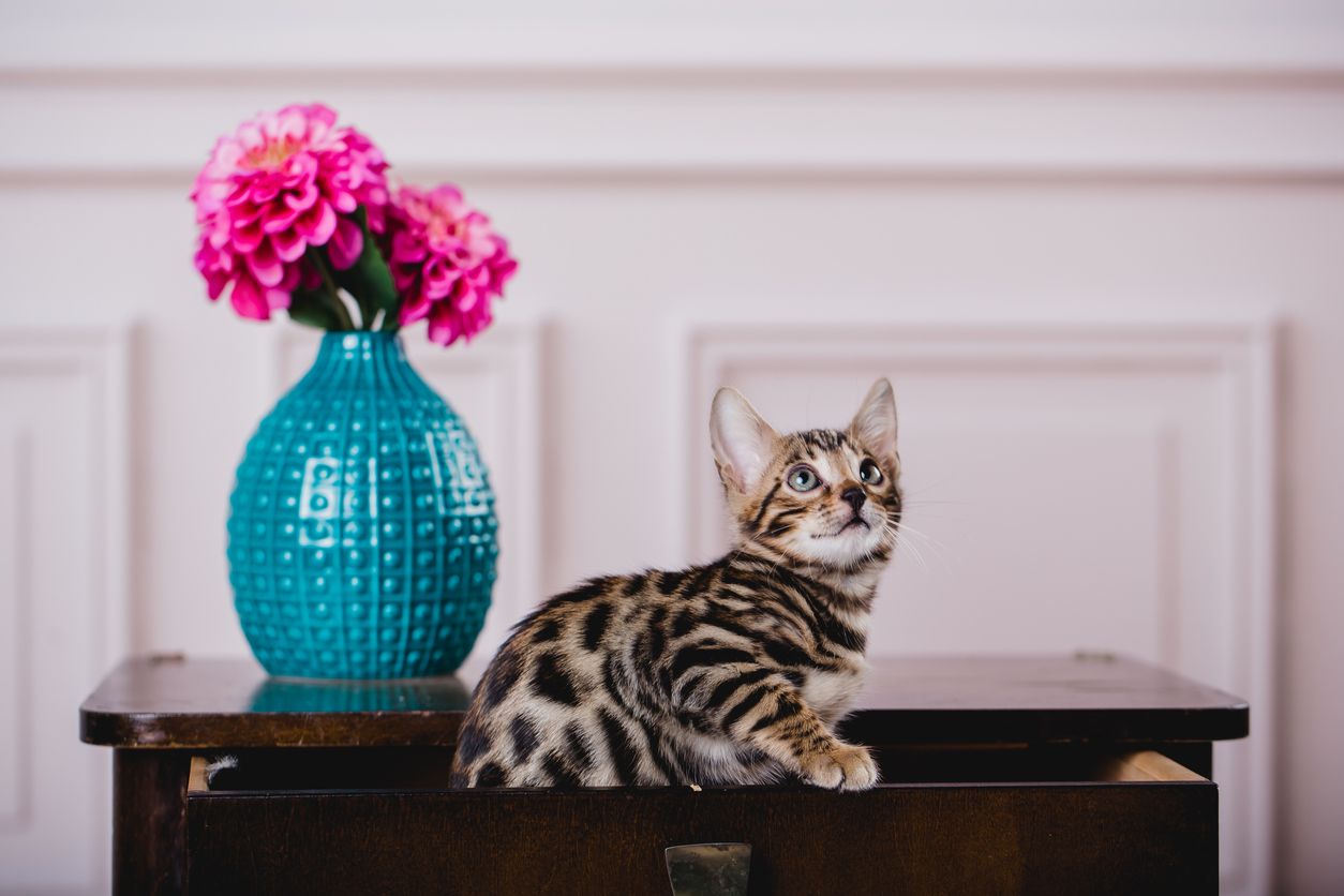 Bengal-Katze