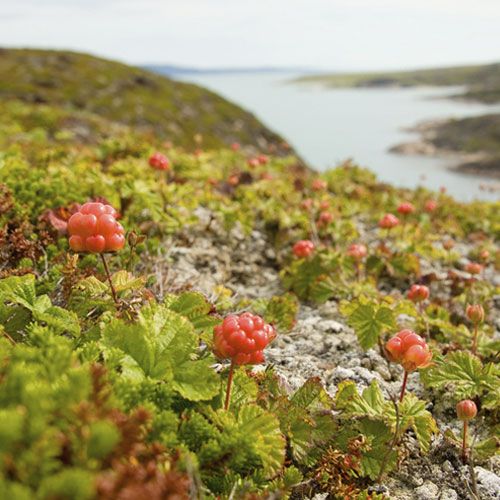 Moltebeeren in Lappland