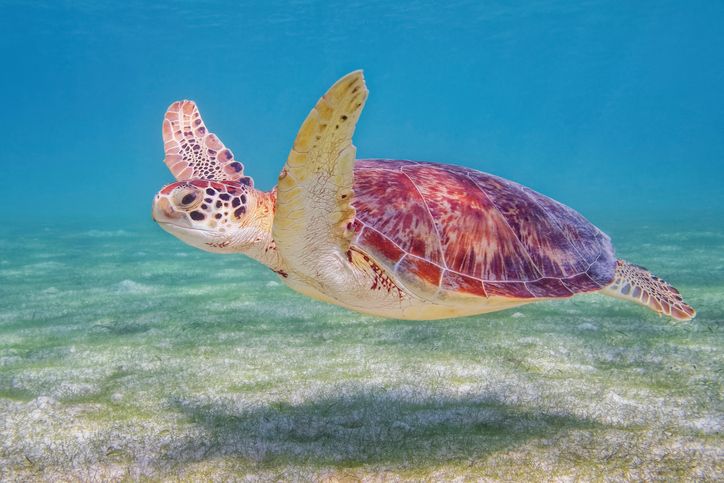 Akumal Yucatán mit Schildkröten schnorcheln