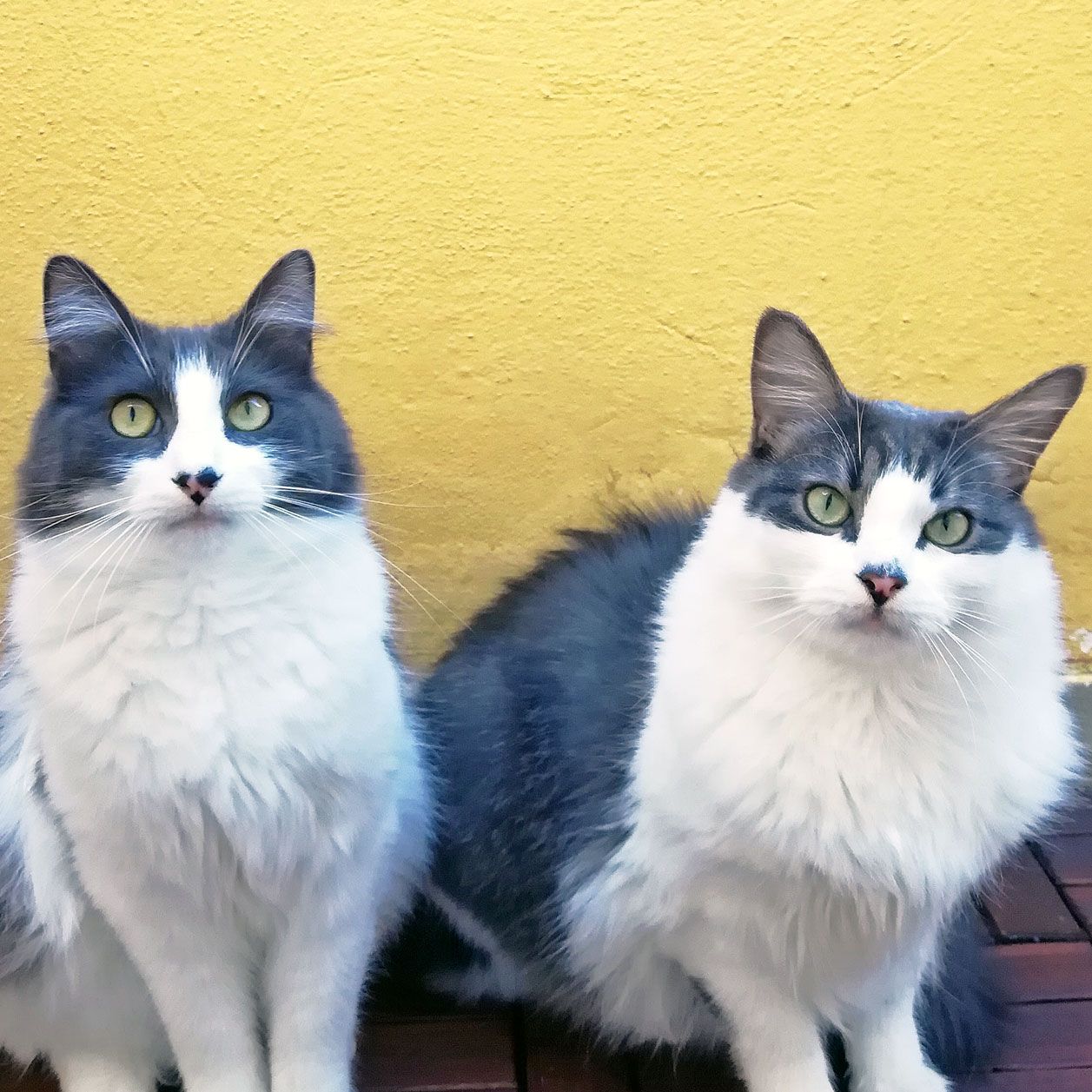 Katzenfutter test 2019: Unser Testpersonal Kater Yukon und Alaska