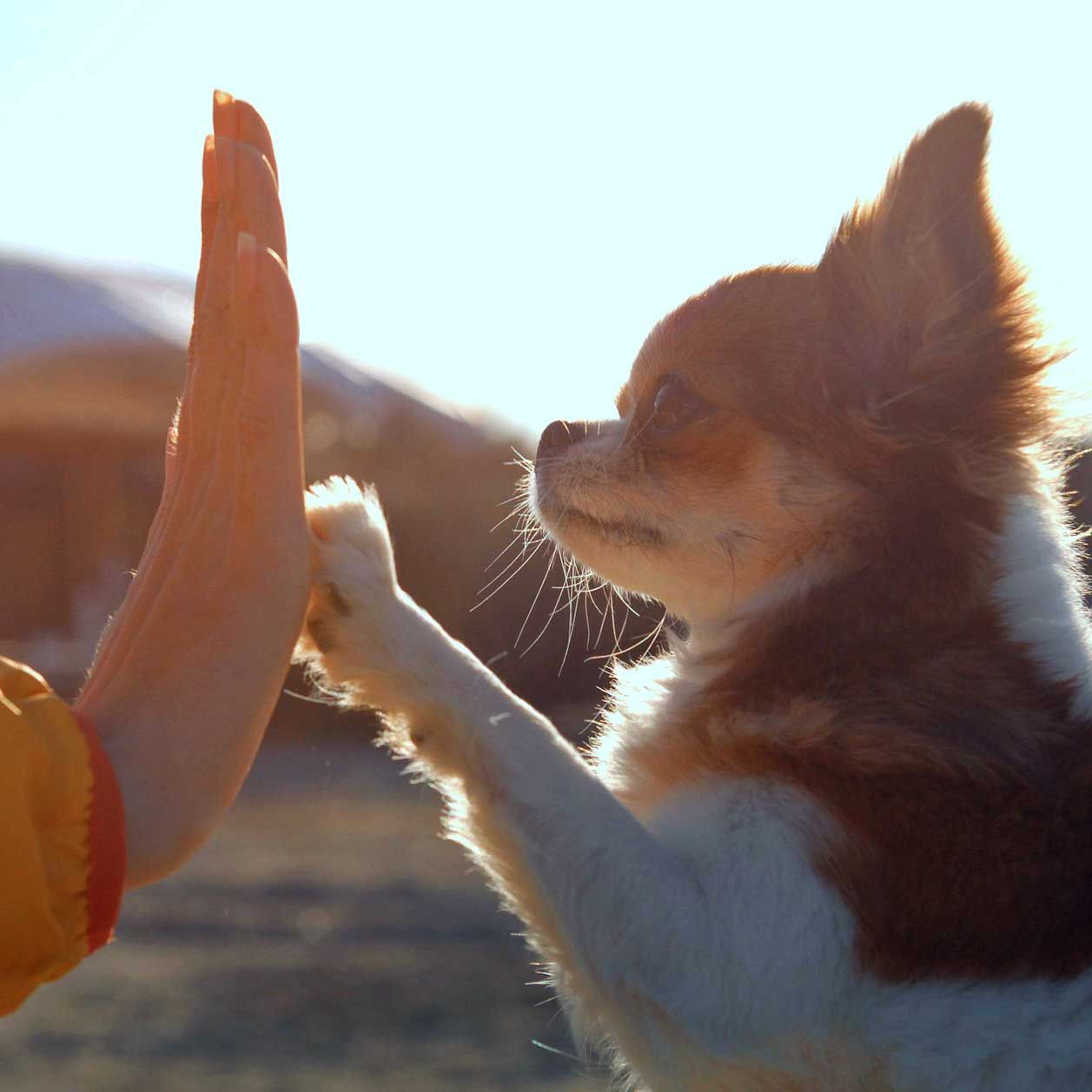 Das Üben von Tricks verbindet dich mit deinem Hund.