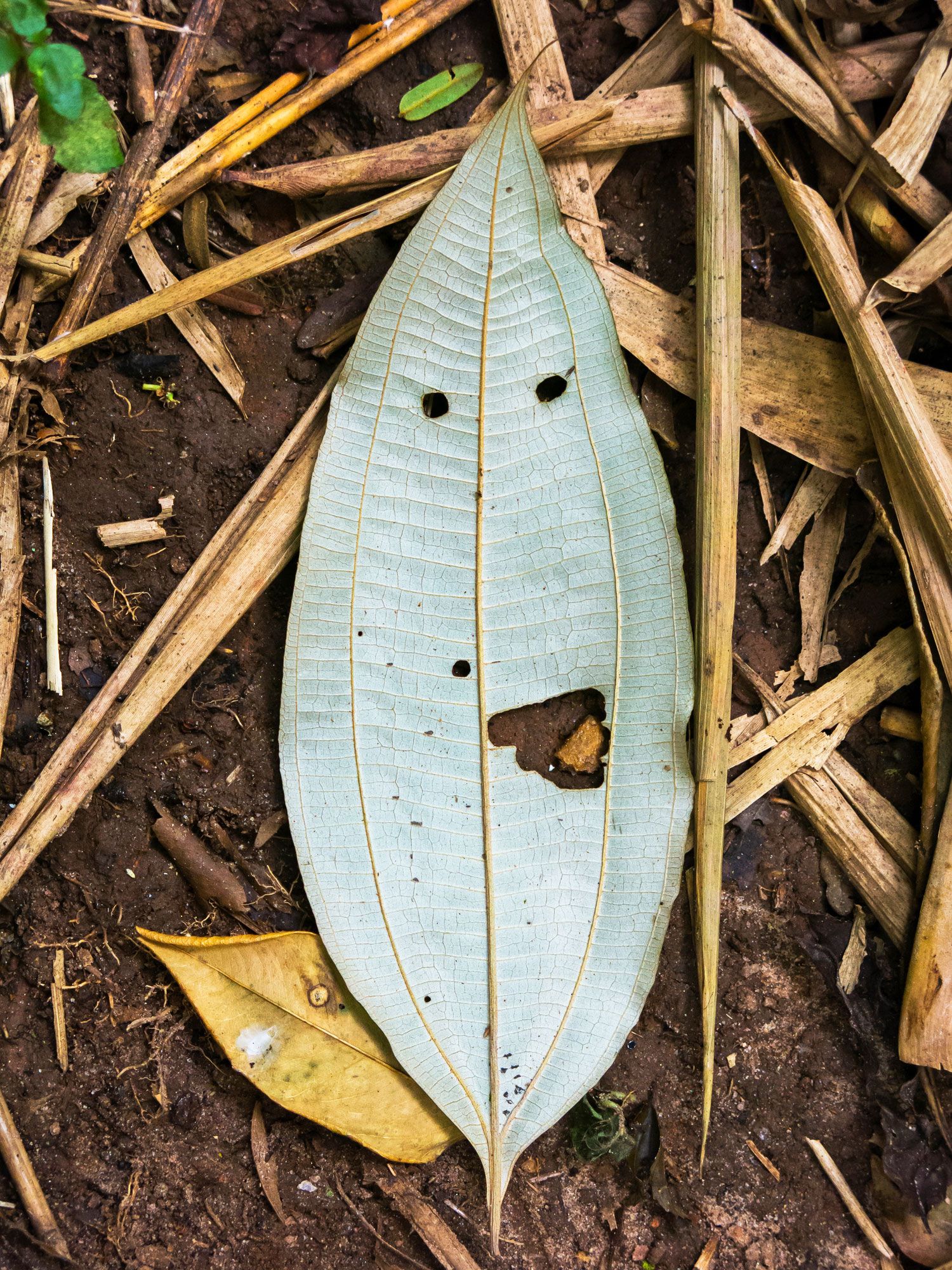 Blatt mit Gesicht