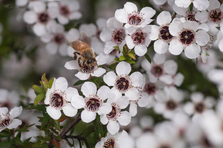 Manuka-Honig wird aus dem Blütennektar des Manuka-Baums gewonnen