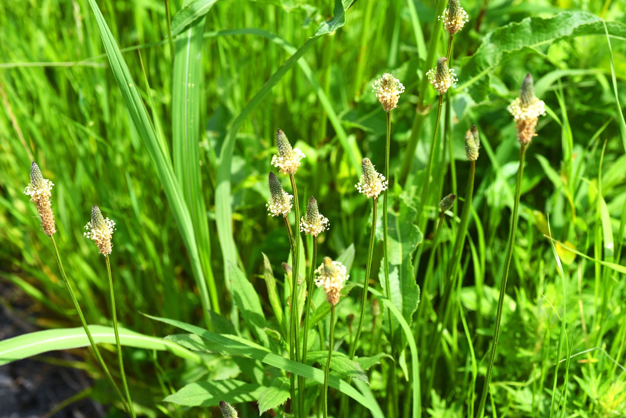 Wilden Spitzwegerich findet man am Wegesrand