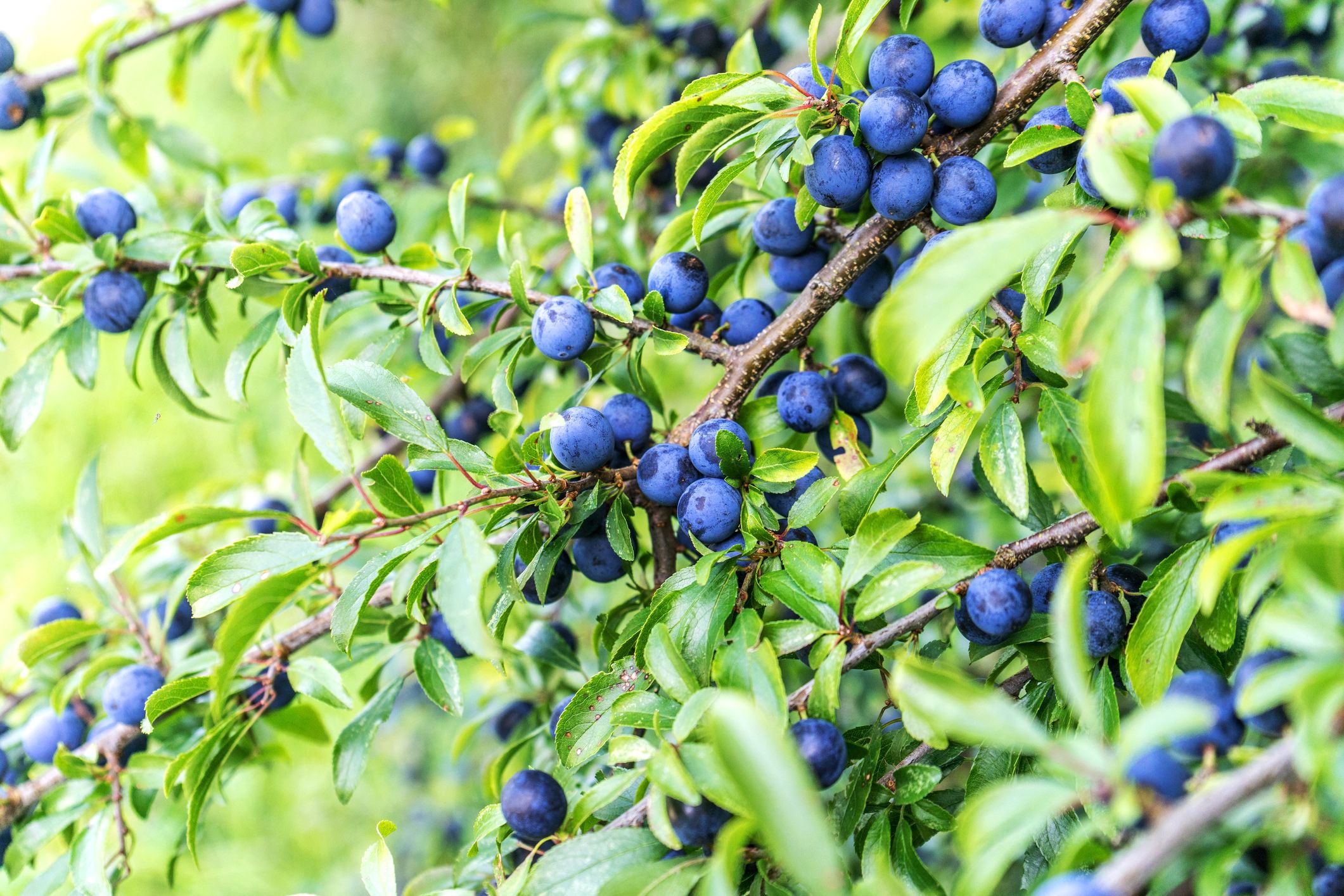 Die Beeren des Schlehdorn erst nach dem ersten Frost ernten