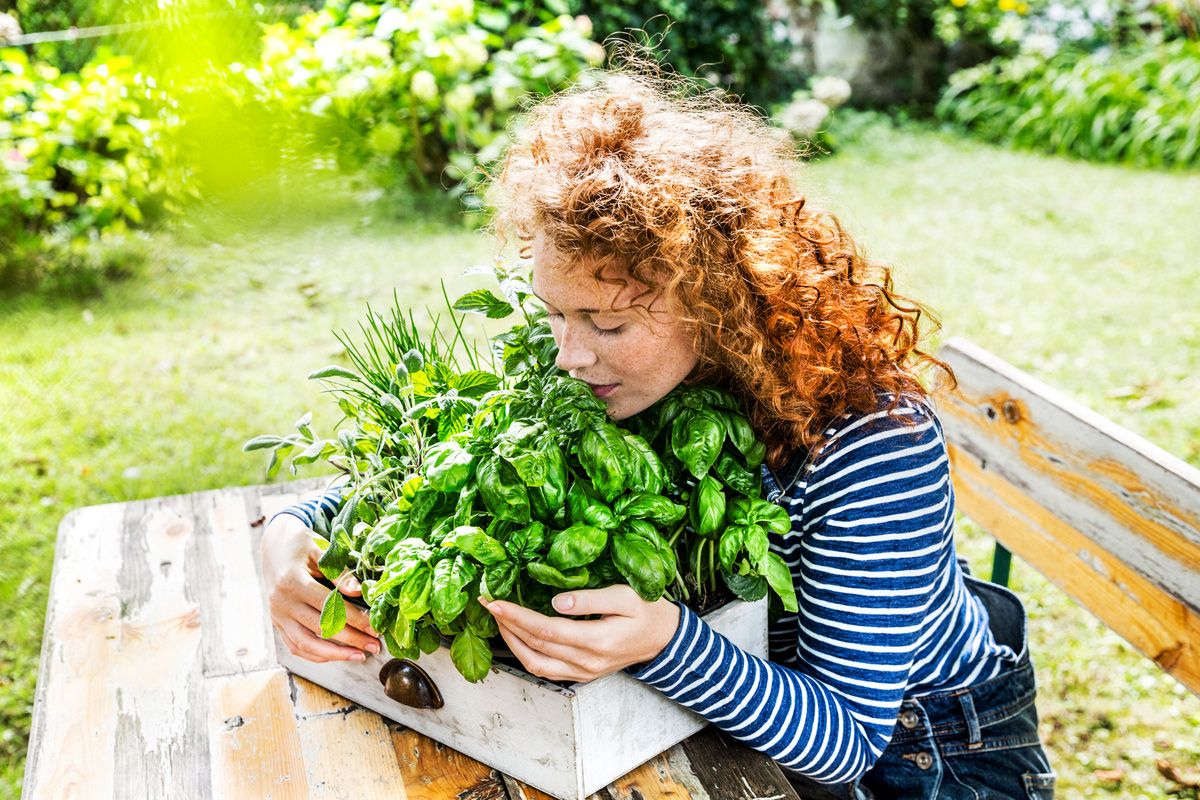 In Kräuterkästen nur Kräuter mit ähnlichen Ansprüchen anpflanzen