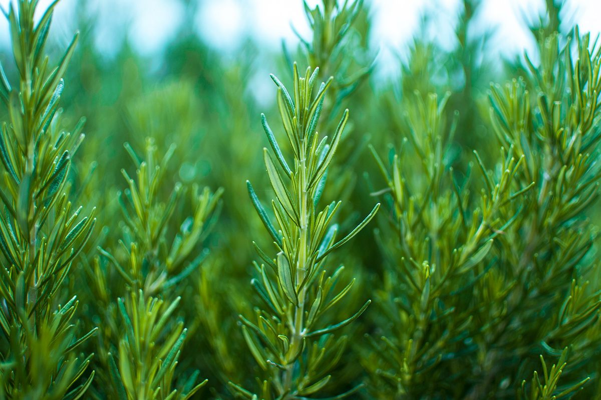 Rosmarin gehört zum Kochen von mediterranen Rezepten dazu