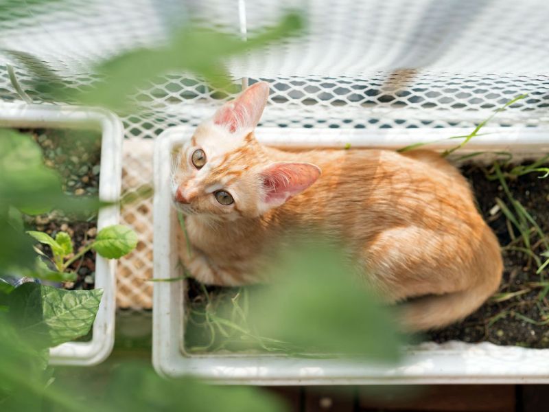 Balkon katzensicher machen: Die besten Tipps fürs Kletterparadies