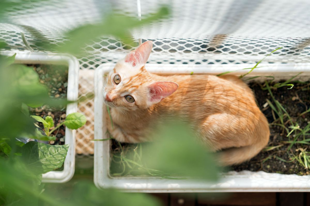 Balkon katzensicher machen: Die besten Tipps fürs Kletterparadies