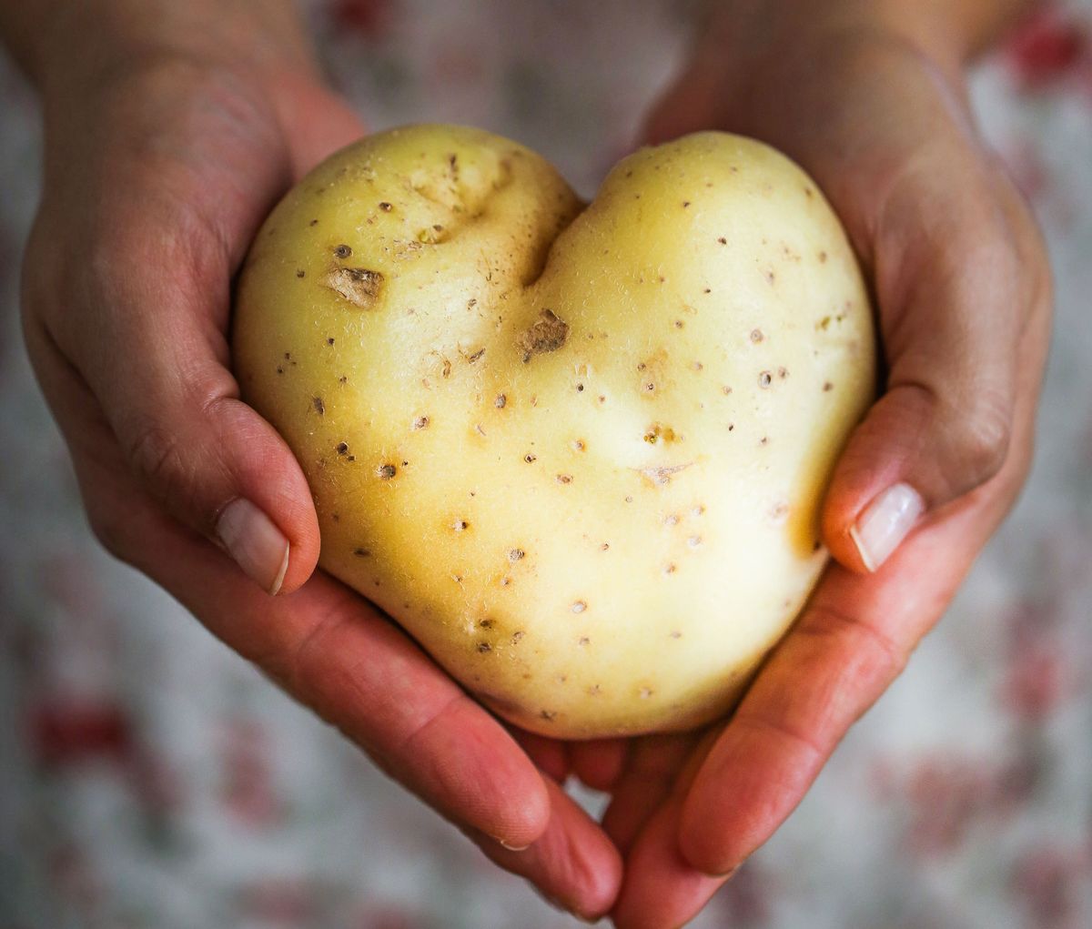 Kartoffeln aufbewahren: So bleiben sie länger frisch