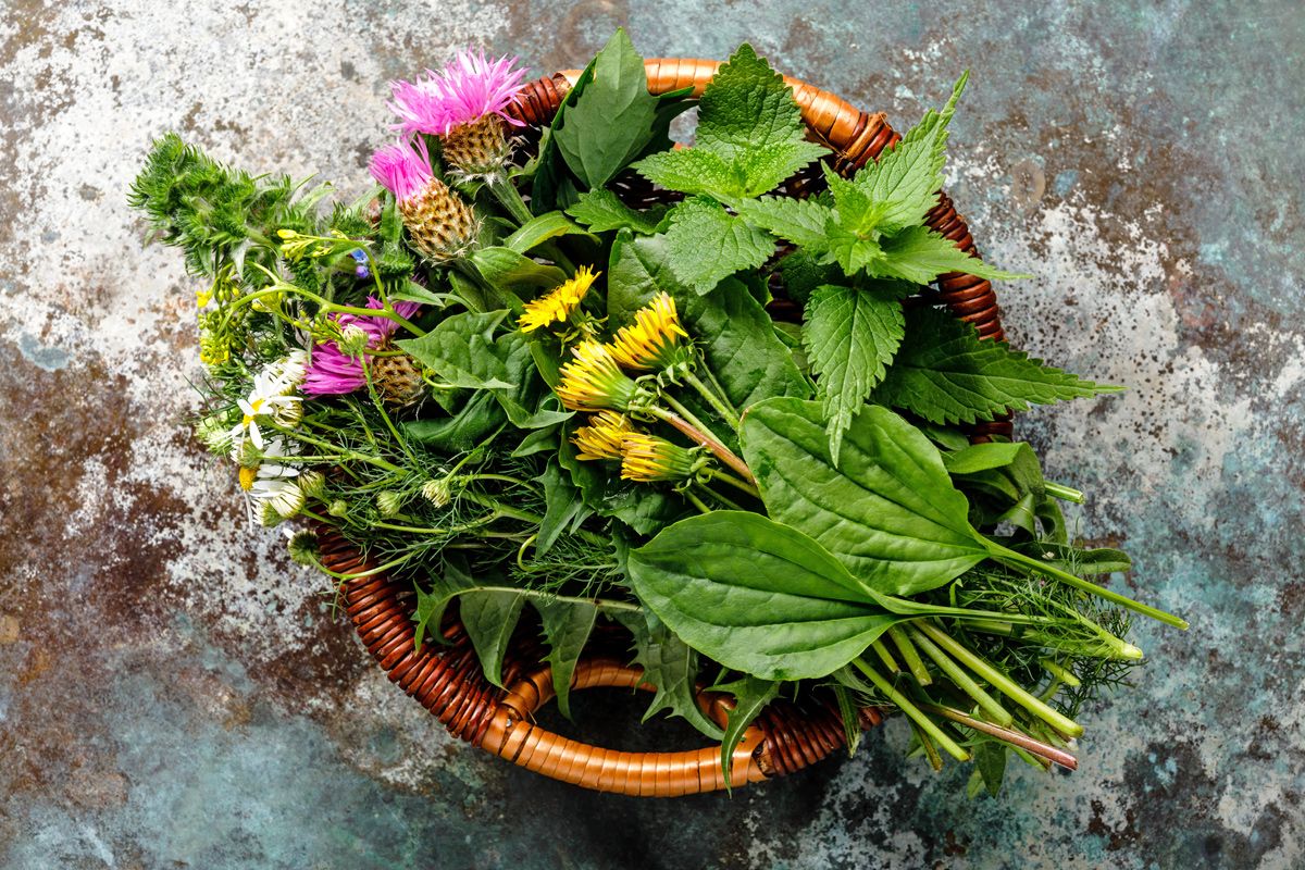 Kr&auml;uter sammeln: Die 5 besten Wildkr&auml;uter und wo du sie findest