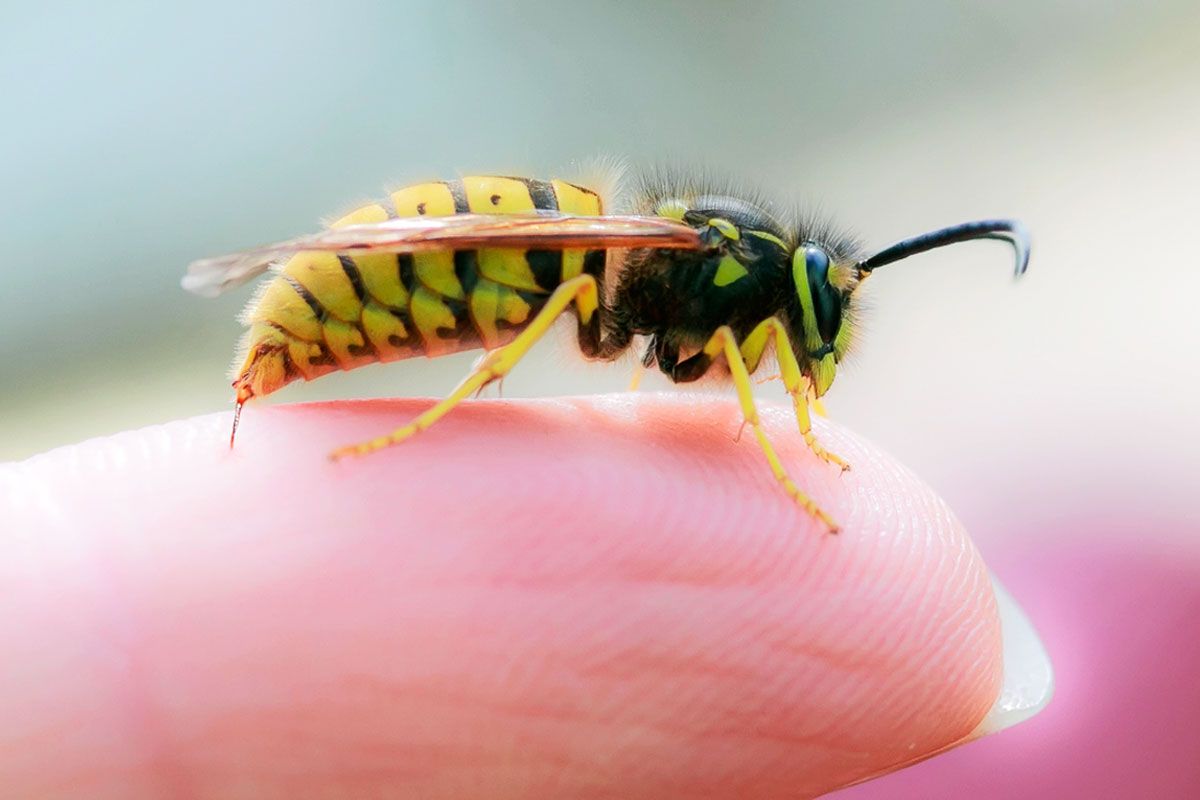 Wespe sitzt auf Finger