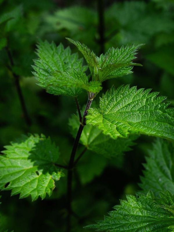 Brennnesseltee: Positive Wirkung als Hausmittel