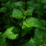 Brennnessel Nahaufnahme