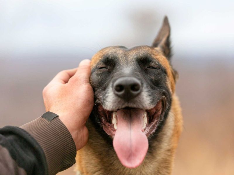 Hunde sind gut für die Gesundheit