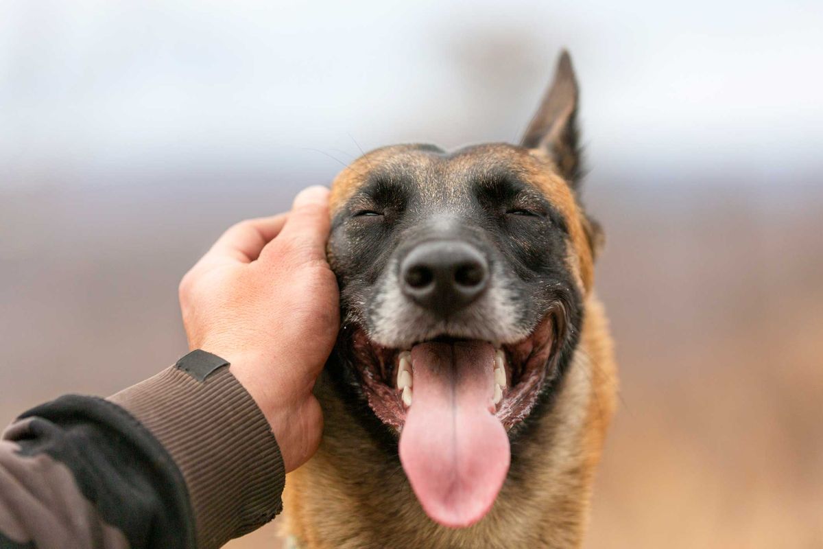 Hunde sind gut für die Gesundheit