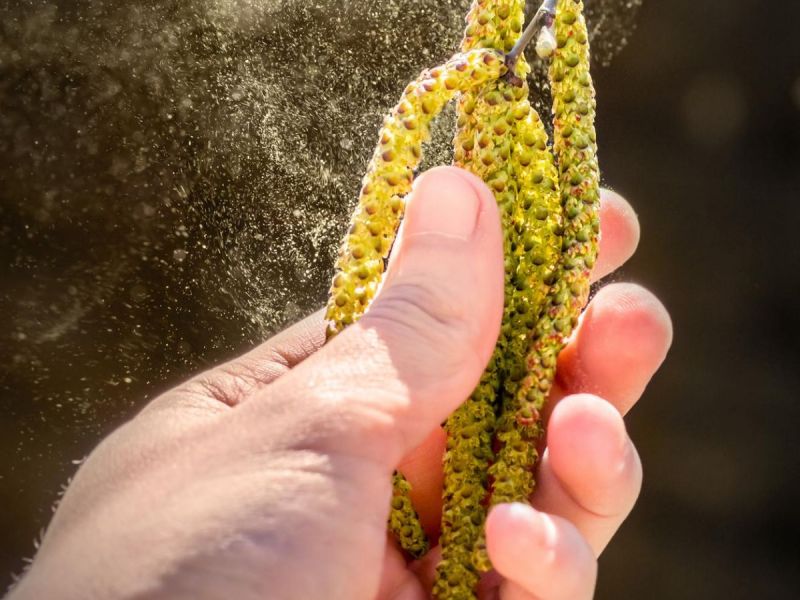 Heuschnupfen: Deswegen gibt es 2022 besonders viele Pollen