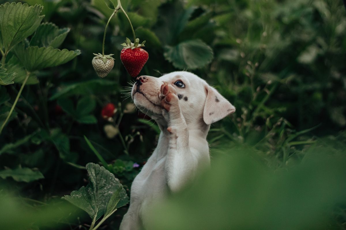 Dürfen Hunde Erdbeeren fressen?