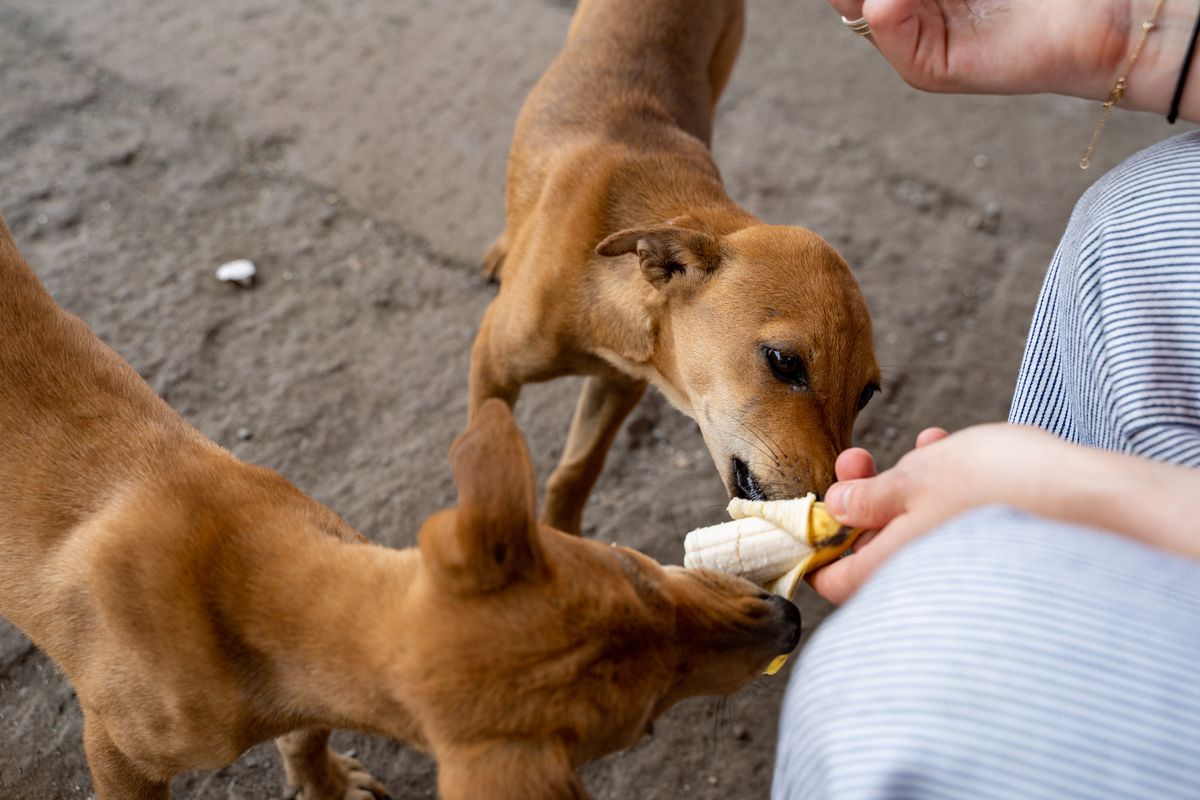 Dürfen Hunde Bananen essen?