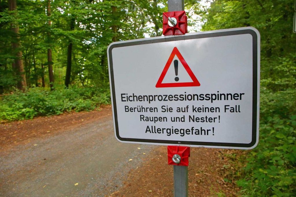 Warnschild vor Eichenprozessionsspinnern