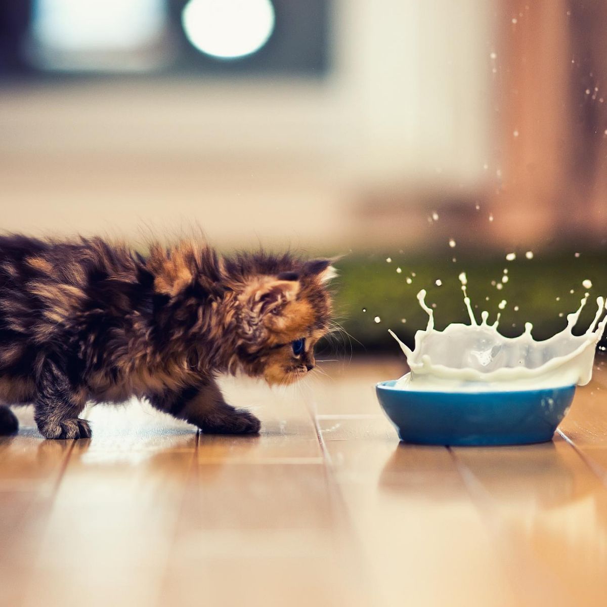 Dürfen Katzen Milch trinken?