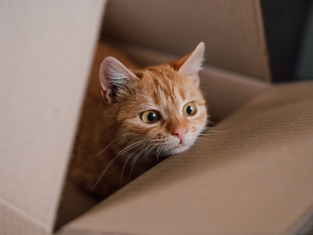 Rote Katze sitzt in Karton